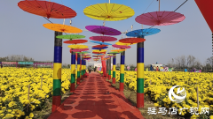 平舆县庙湾镇：种下一片菊 “开”出产业链