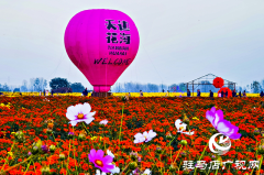 驿城区诸市镇魏庄村：天边花海醉游人