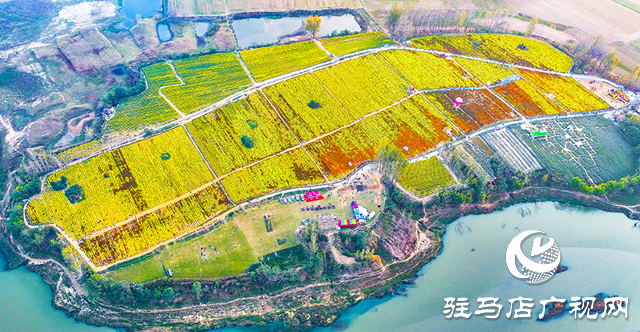驿城区诸市镇魏庄村：天边花海醉游人