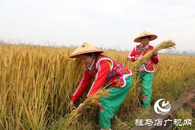 确山县留庄镇粳稻新品种种植示范基地揭牌