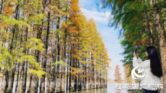 泌阳县：李朝京池杉林的五彩画卷