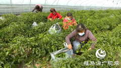 正阳县王勿桥乡新丰村：初冬辣椒“抢鲜”上市 菜农增收采摘忙