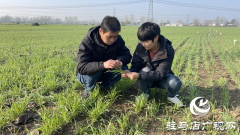 驻马店：加强秋冬季田间管理 专家指导多花黑麦草防治