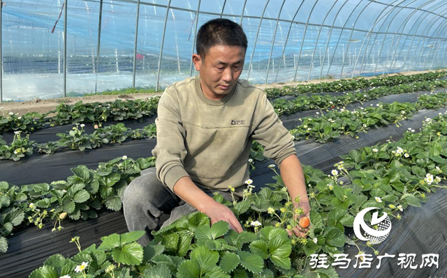 驿城区顺河街道：草莓新鲜上市 开启冬日甜蜜时光