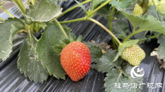 驿城区顺河街道：草莓新鲜上市 开启冬日甜蜜时光