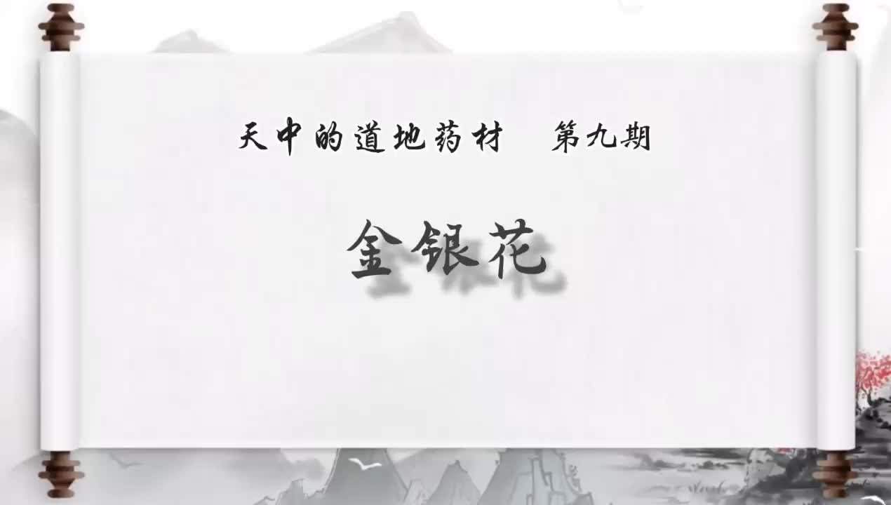 天中的地道药材——《金银花》