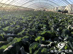 平舆县射桥镇：“小小”包菜种出“大大”产业