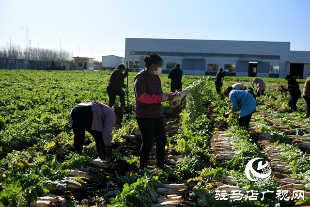 正阳县中坤农业：脆嫩萝卜迎丰收 酱菜产业助发展