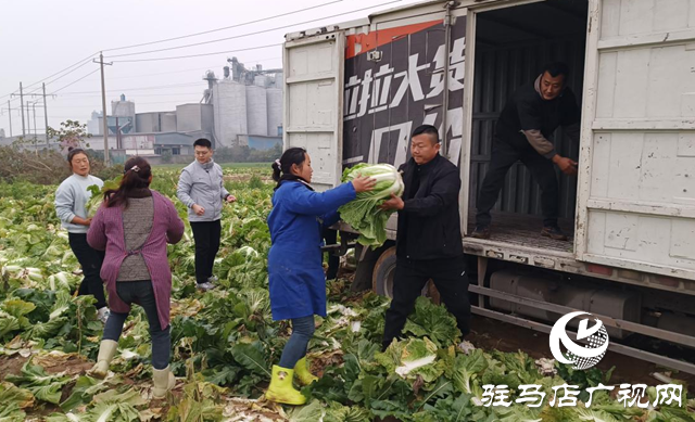 驻马店企业“以购代捐”  让滞销菜变爱心菜