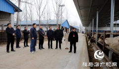 西平县人大常委会调研组开展牛羊全产业链发展调研