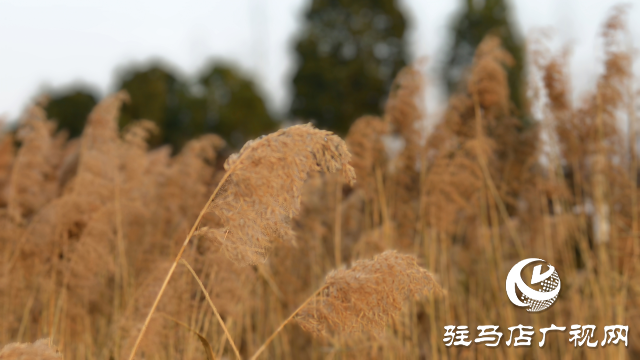 秀水公园芦苇：冬日里的诗意与柔情