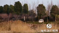 冬日秀水公园：芦苇摇曳处  诗意自然景