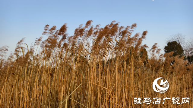 秀水公园芦苇：冬日里的诗意与柔情