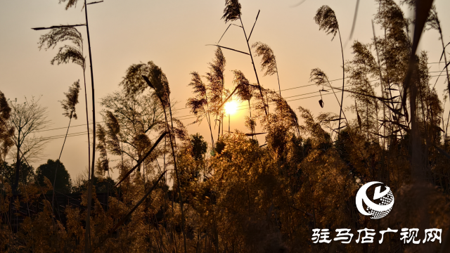 秀水公园芦苇：冬日里的诗意与柔情