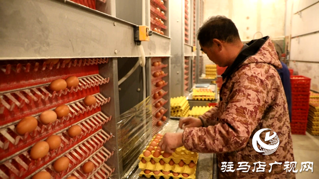 正阳县闾河乡橡树园村：科技养鸡 “孵”出致富路