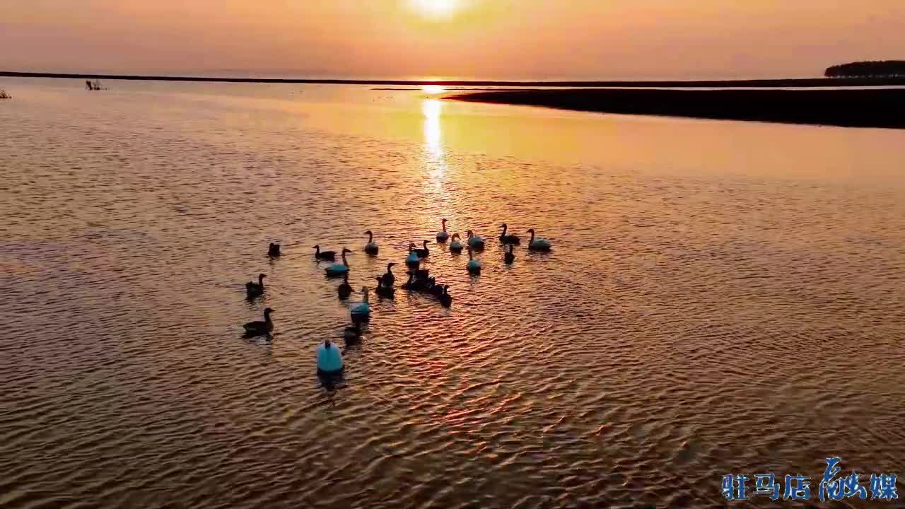 【大美天中·冬趣】宿鸭湖湿地 候鸟天堂