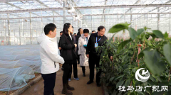 西平县政协开展提案督办专题视察活动