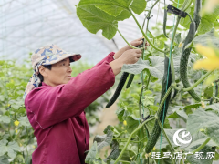驻马店市驿城区水屯镇：特色种植“种”出村民好日子