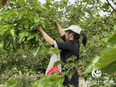 驿城区古城街道：紫玉缀枝引客至 桑园流金促振兴