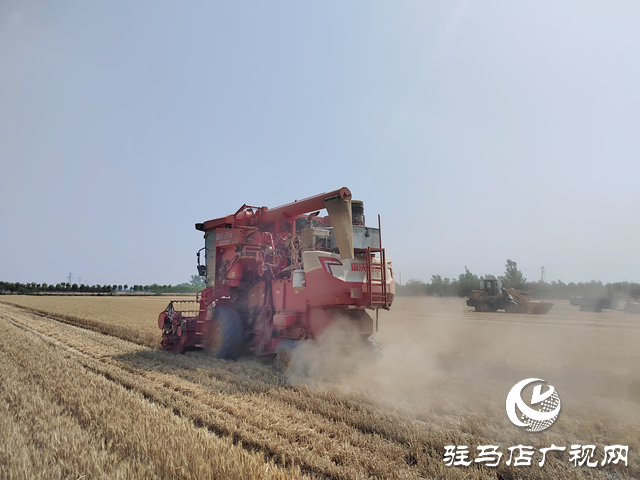 汝南县：132.2万亩小麦开镰收割