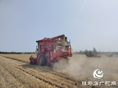 汝南县：132.2万亩小麦开镰收割