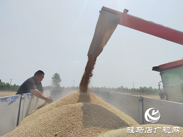 汝南县：132.2万亩小麦开镰收割