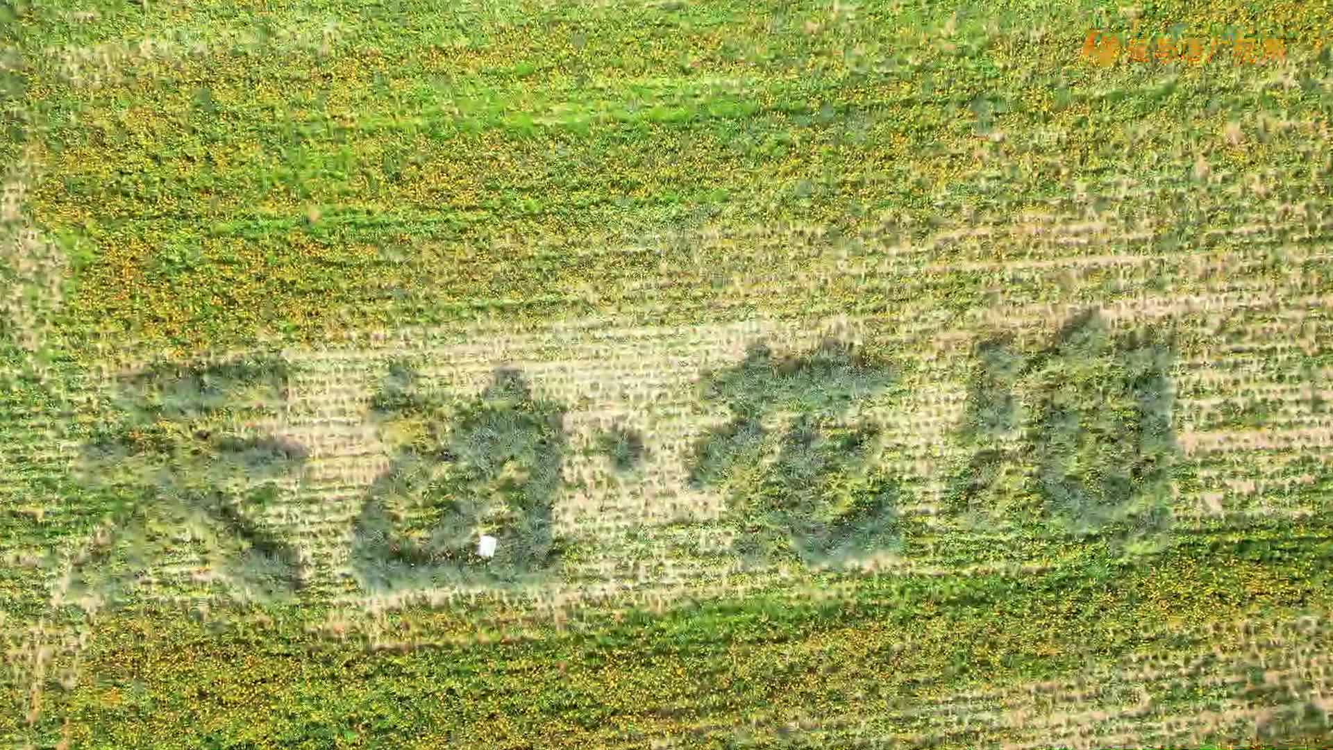 驿城区魏庄村：十余种花卉盛放 天边花海绘就水彩画