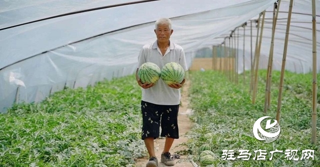 新蔡县练村镇：西瓜变“金疙瘩” 特色产业奏响“丰收曲”