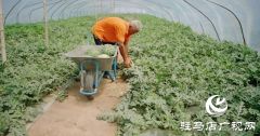 新蔡县练村镇：西瓜变“金疙瘩” 特色产业奏响“丰收曲”
