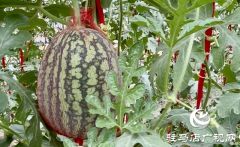 正阳县兰青镇：吊秧西瓜种出“甜蜜经济” 特色产业引领乡村振兴