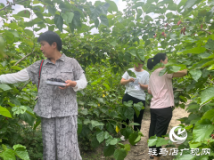 平舆县郭楼街道三陈村：小小桑葚果种出村民致富“甜蜜”
