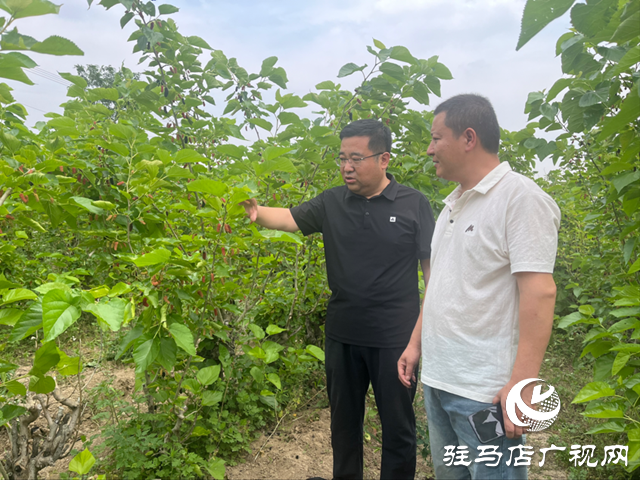 平舆县杨埠镇：小小桑葚果种出村民致富“甜蜜”路