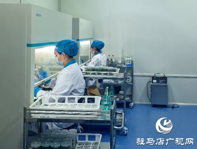 上蔡县：打造脱毒红薯产业链 科技育苗助农振兴   