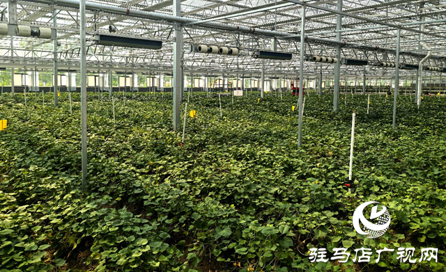 上蔡县：打造脱毒红薯产业链 科技育苗助农振兴   