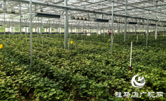 上蔡县：打造脱毒红薯产业链 科技育苗助农振兴