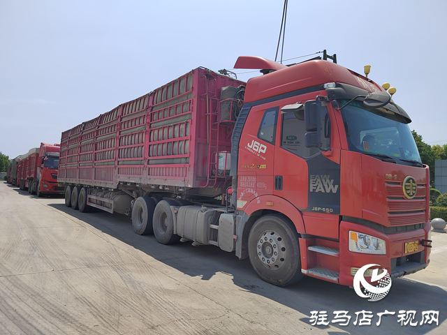 夏粮收购正当时 收购现场“热”翻天