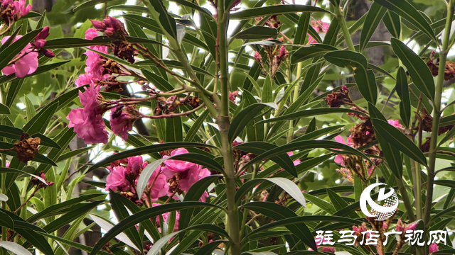市区夹竹桃绚烂绽放 提醒市民：可赏勿摘，美丽背后藏风险