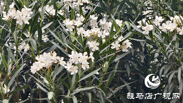 市区夹竹桃绚烂绽放 提醒市民：可赏勿摘，美丽背后藏风险