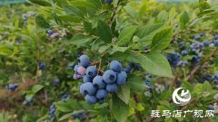 泌阳高邑镇：蓝莓飘香季“致富果” 铺就乡村振兴路