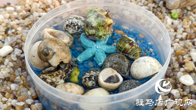 “蟹”逅萌趣新潮流 寄居蟹成市场新宠