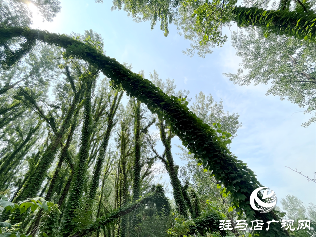 驻马店现“原始森林”奇观 绝美景色邀您来打卡