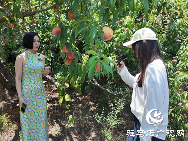 网络达人齐聚泌阳助农卖桃 开辟乡村振兴新路径