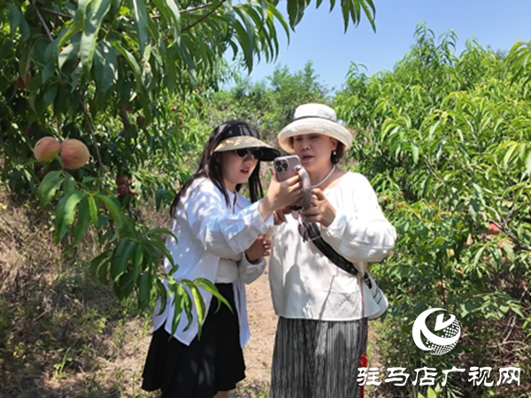 网络达人齐聚泌阳助农卖桃 开辟乡村振兴新路径