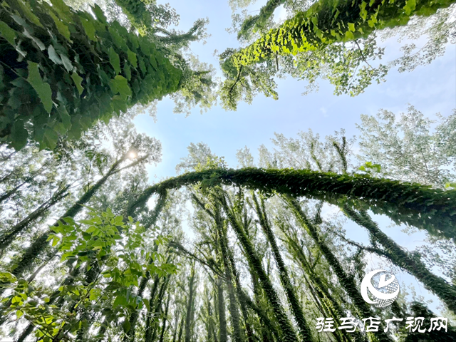 驻马店现“原始森林”奇观 绝美景色邀您来打卡