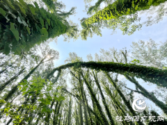 驻马店现“原始森林”奇观 绝美景色邀您来打卡