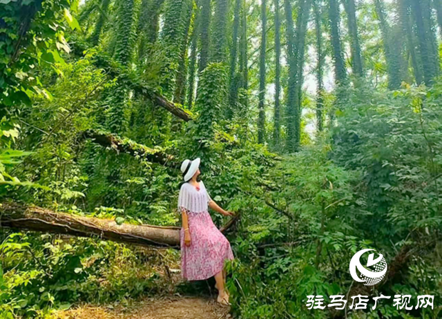 驻马店现“原始森林”奇观 绝美景色邀您来打卡