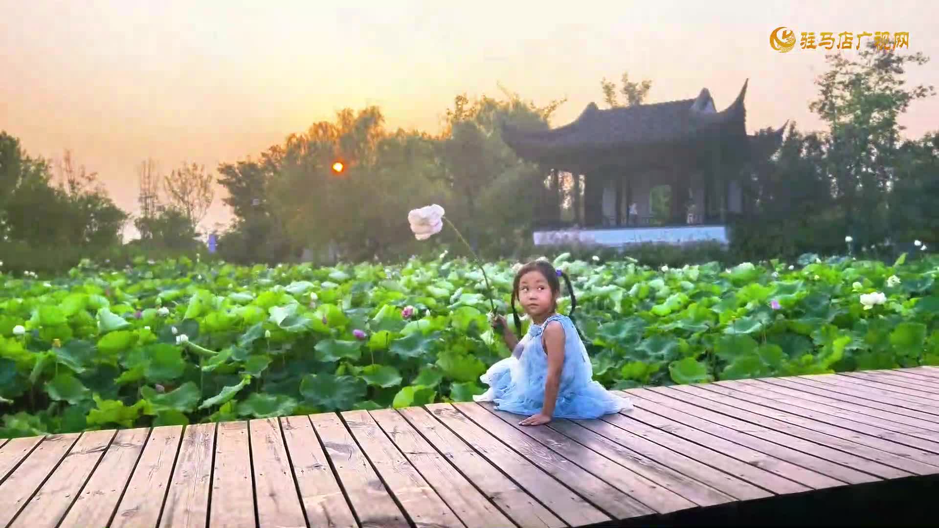 【大美天中】驻马店：练江湖东段荷花竞放 绘就夏日生态画卷