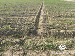 暴雨将至 农业专家提醒：玉米地需疏浚沟渠防内涝