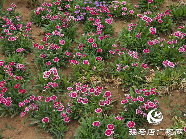 驻马店植物园夏日焕新 文明游园宣传先行