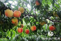 泌阳县马谷田镇：万亩果园迎丰收 林果助乡村振兴
